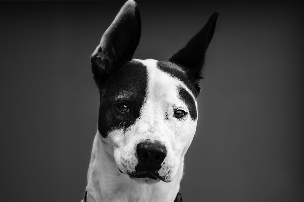 A black and white dog is the photo of the week