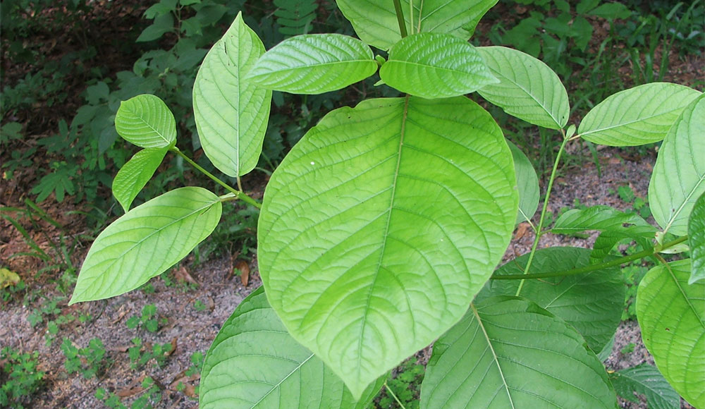 Plant with green leaves of different sizes