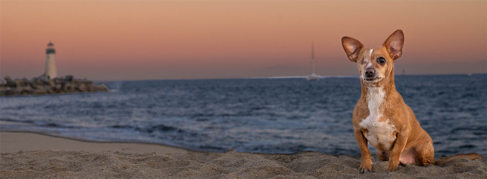 BIRCHBARK needful dog photo